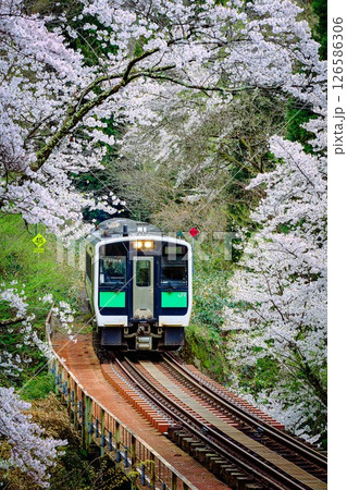 桜のトンネルを走る只見線の列車(福島県柳津町、4月下旬) 126586306