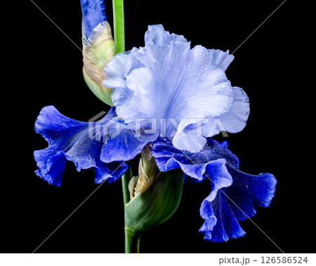 Elegant Blue and White Bearded Iris on Black 126586524