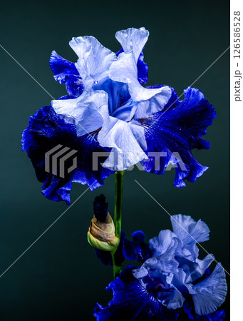 Elegant Blue Iris Bloom Against a Vibrant Teal Backdrop 126586528