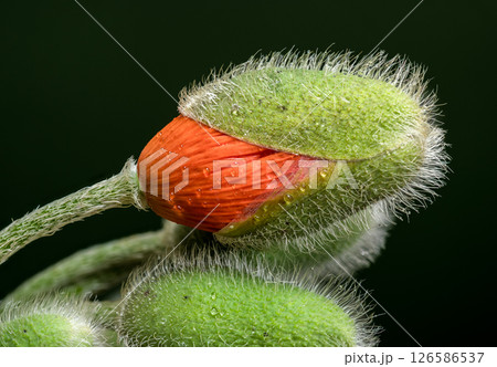 Orange Poppy Bud Unfurling on a Dark Backdrop 126586537