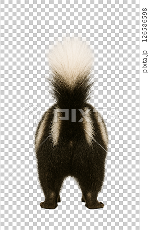 Full body photo of a striped skunk from behind 126586598