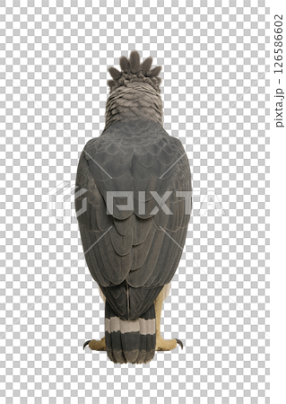 Full body photo of a Harpy Eagle from behind 126586602