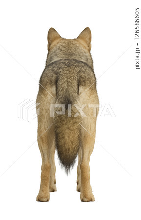 オオカミの後ろ姿全身写真 オオカミの後ろ姿全身写真 126586605