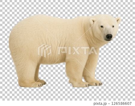 ホッキョクグマの横向き全身写真 126586607