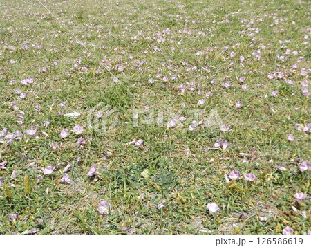 もう直ぐ満開になる検見川浜のハマヒルガオ 126586619