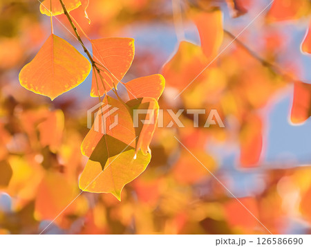 紅葉した葉 紅葉した葉 126586690