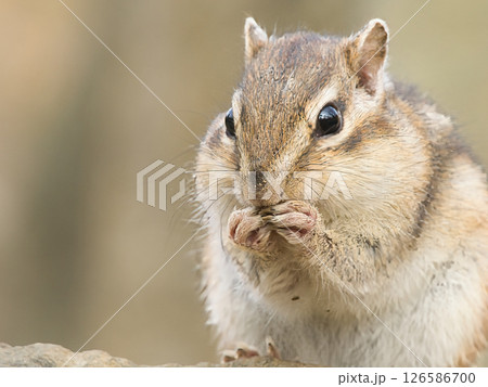 餌を食べるシマリス 餌を食べるシマリス 126586700