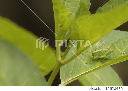 葉にとまるキタササキリモドキ 126586704