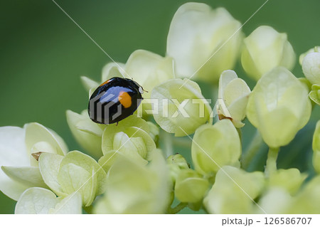アジサイの花に来たナミテントウ虫 126586707