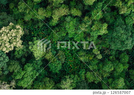 aerial shot captures the vibrant and varied canopy of a tropical forest. 126587007