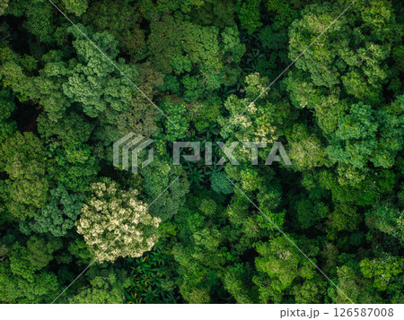 aerial shot captures the vibrant and varied canopy of a tropical forest. aerial shot captures the vibrant and varied canopy of a tropical forest. 126587008