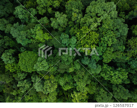 aerial shot captures the vibrant and varied canopy of a tropical forest. aerial shot captures the vibrant and varied canopy of a tropical forest. 126587017