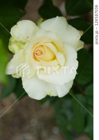 薔薇の花 126587036