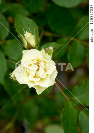 薔薇の花 126587037
