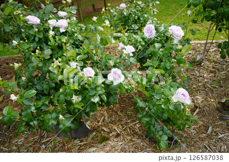 薔薇の花 126587038