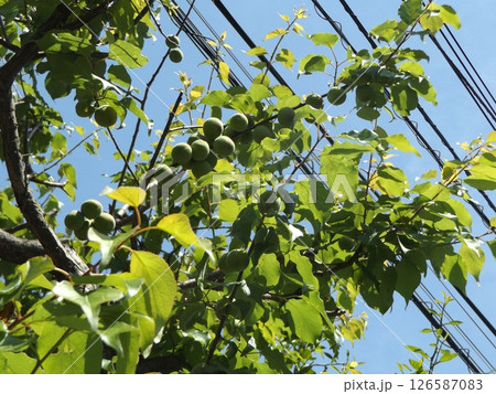 収穫まだまだ先の我が家の梅の実 126587083