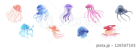 Jellyfish and Sea Jelly as Free-swimming Marine Animal Vector Set 126587103