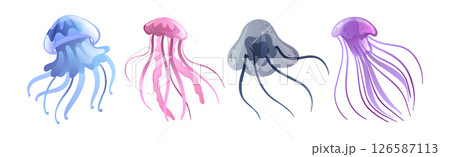 Jellyfish and Sea Jelly as Free-swimming Marine Animal Vector Set Jellyfish and Sea Jelly as Free-swimming Marine Animal Vector Set 126587113