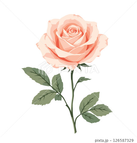 Vsai peach rose blooming with green leaves on white background 126587329