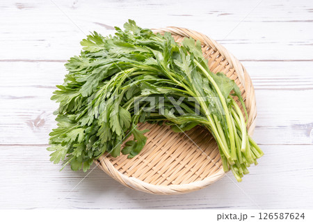 春菊 春菊 126587624