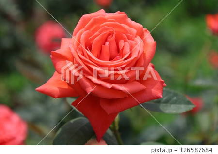 赤いバラ 126587684