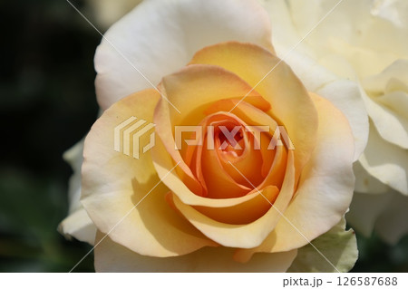 白いバラ 126587688