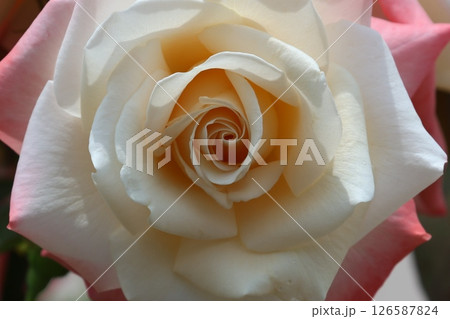 白いバラ 126587824
