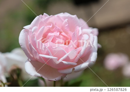 ピンク色の薔薇の花が咲いています ピンク色の薔薇の花が咲いています 126587826