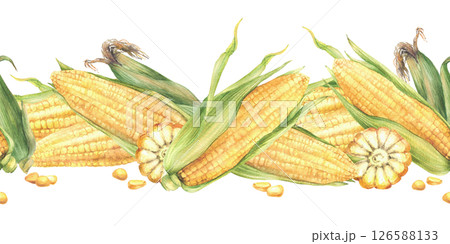 Golden maize cobs seamless border Yellow sweet cut and whole corncob, kernel of corn. Watercolor realistic vegetables food pattern. Hand drawn illustration for food labelling Isolated from background 126588133