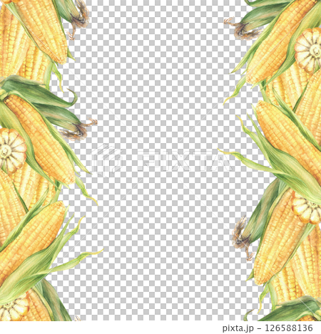 Corncobs seamless border frame. Yellow cut and whole maize cobs with green husks. Hand drawn illustration Watercolor vegetables harvest, food design, corn oil label print. Isolated from background 126588136