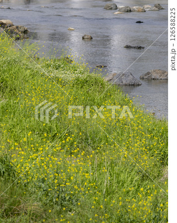 菜の花が咲く猪名川沿いの景色 126588225