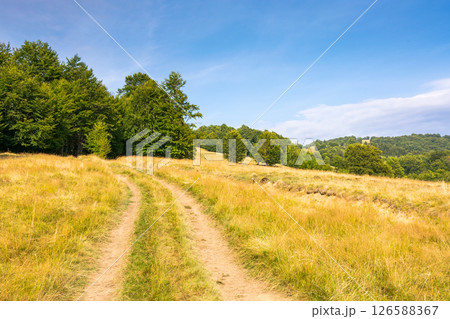 mountain landscape with beech trees along the dirt road uphill. remote countryside. late summer scenery with hill in yellow grass. primeval forest on the hillside. blue sky with clouds on a sunny mountain landscape with beech trees along the dirt road uphill. remote countryside. late summer scenery with hill in yellow grass. primeval forest on the hillside. blue sky with clouds on a sunny 126588367