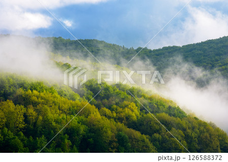 fog evaporating above the foliage forest on the hill. beautiful morning mist in carpathians. fresh sunny weather with clouds on the blue sky fog evaporating above the foliage forest on the hill. beautiful morning mist in carpathians. fresh sunny weather with clouds on the blue sky 126588372