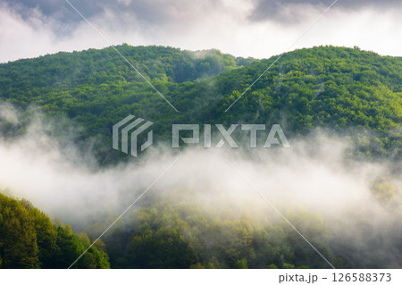 fog evaporating above the foliage forest on the hill. tranquil woodland of alpine region in haze. fresh sunny weather with clouds on the blue sky 126588373