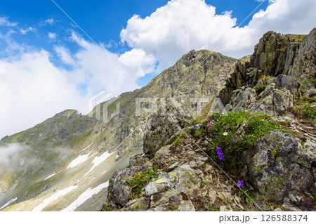 steep slopes of faragas mountain ridge in summer. beautiful landscape of southern carpathians. purple wildflowers among rocks. blue sky with fluffy clouds 126588374