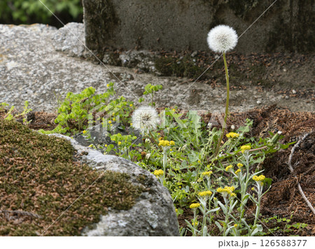 ノゲシの花と綿毛 126588377