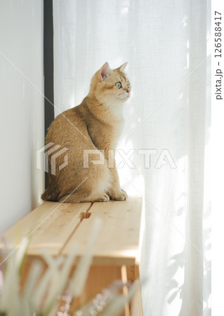 pet care concept with british cat relax and play in living room pet care concept with british cat relax and play in living room 126588417