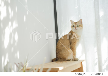pet care concept with british cat relax and play in living room pet care concept with british cat relax and play in living room 126588418
