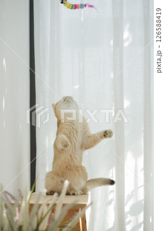 pet care concept with british cat relax and play in living room 126588419