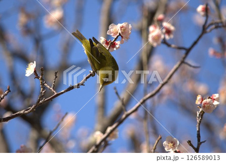 メジロと梅 126589013