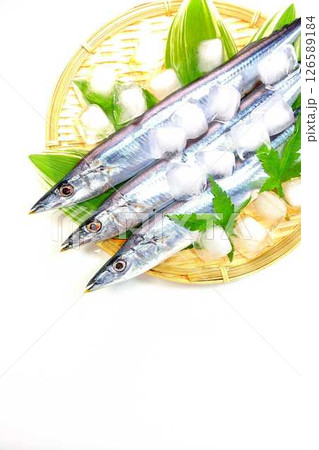 サンマ　秋刀魚　さんま 126589184