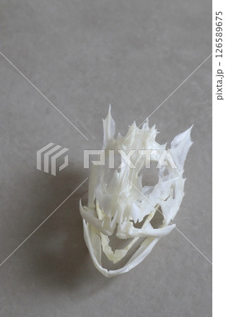 ウッカリカサゴの骨格標本 126589675