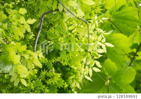 光に透ける新緑の葉 126589691