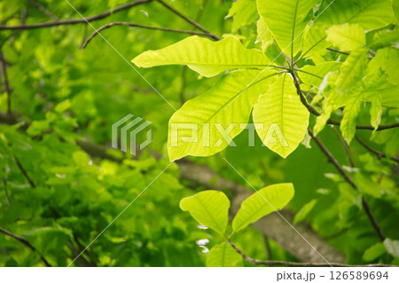 光に透ける新緑の葉 126589694