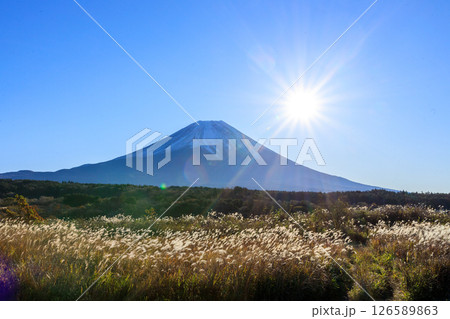 一面のススキの奥に雄大な富士山 一面のススキの奥に雄大な富士山 126589863