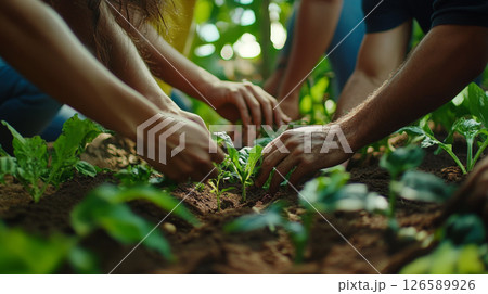 Hands Harvesting Fresh Greens in a Sunlit Garden 126589926