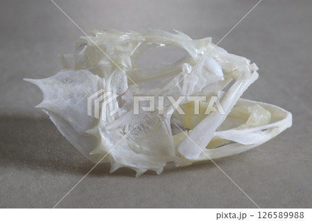 ウッカリカサゴの骨格標本 126589988