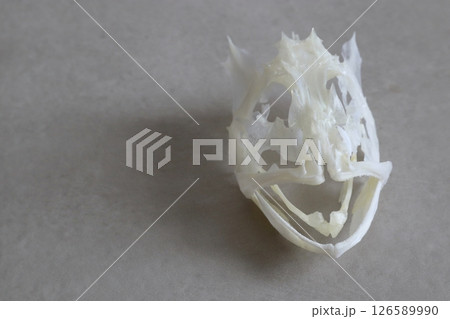 ウッカリカサゴの骨格標本 126589990