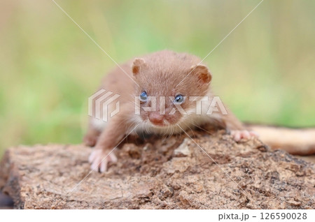 Adorable little common weasel in summer 126590028
