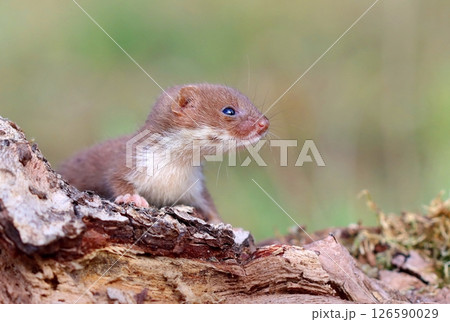 Adorable little common weasel in summer Adorable little common weasel in summer 126590029